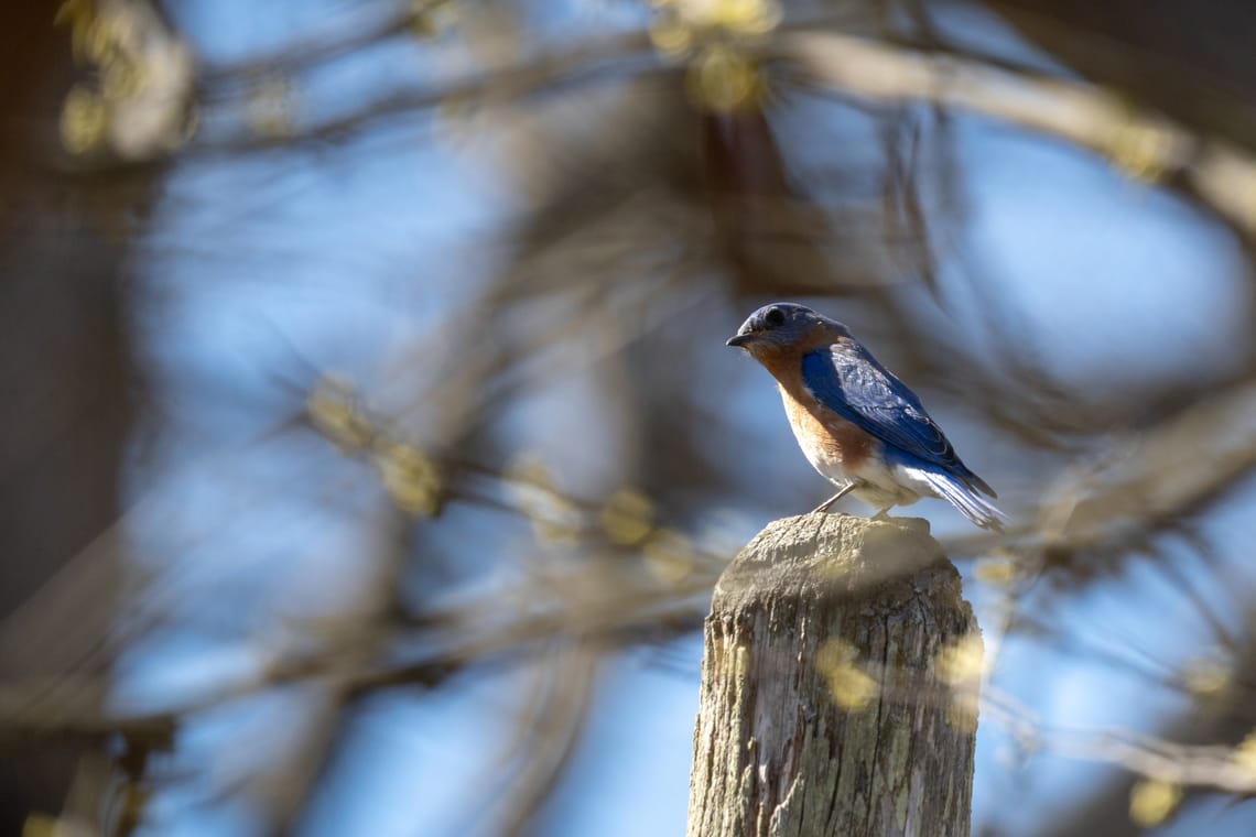 Eastern Bluebird