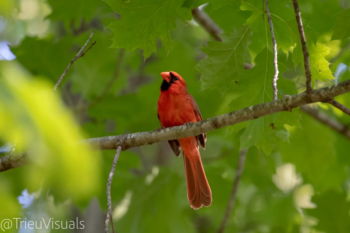 Nothern Cardinal