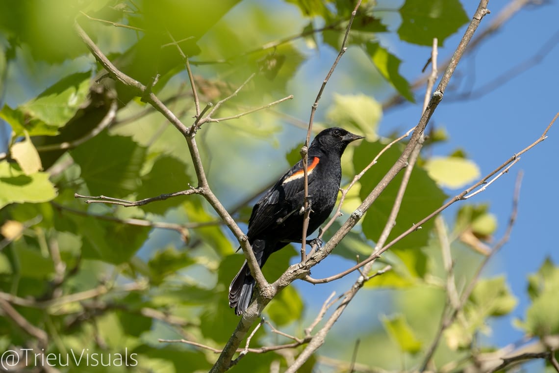 Red-Winged Blackbird