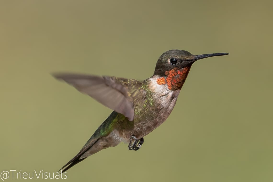 Ruby-throated Hummingbird