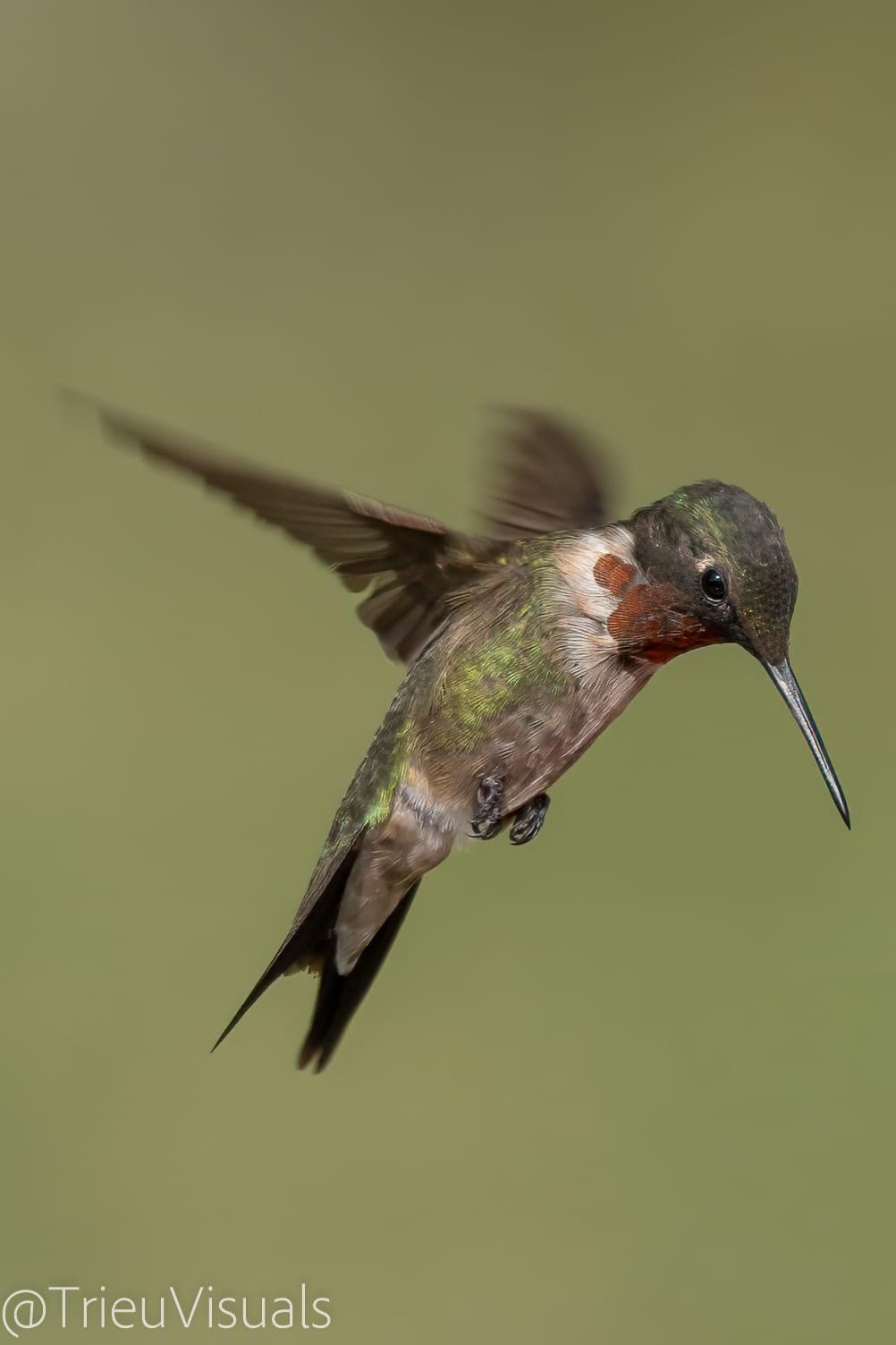 Ruby-throated Hummingbird