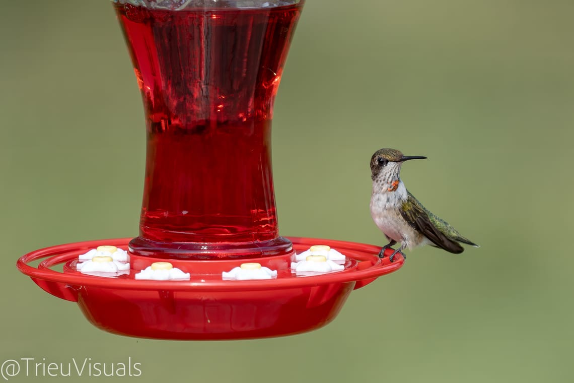 Ruby-throated Hummingbird