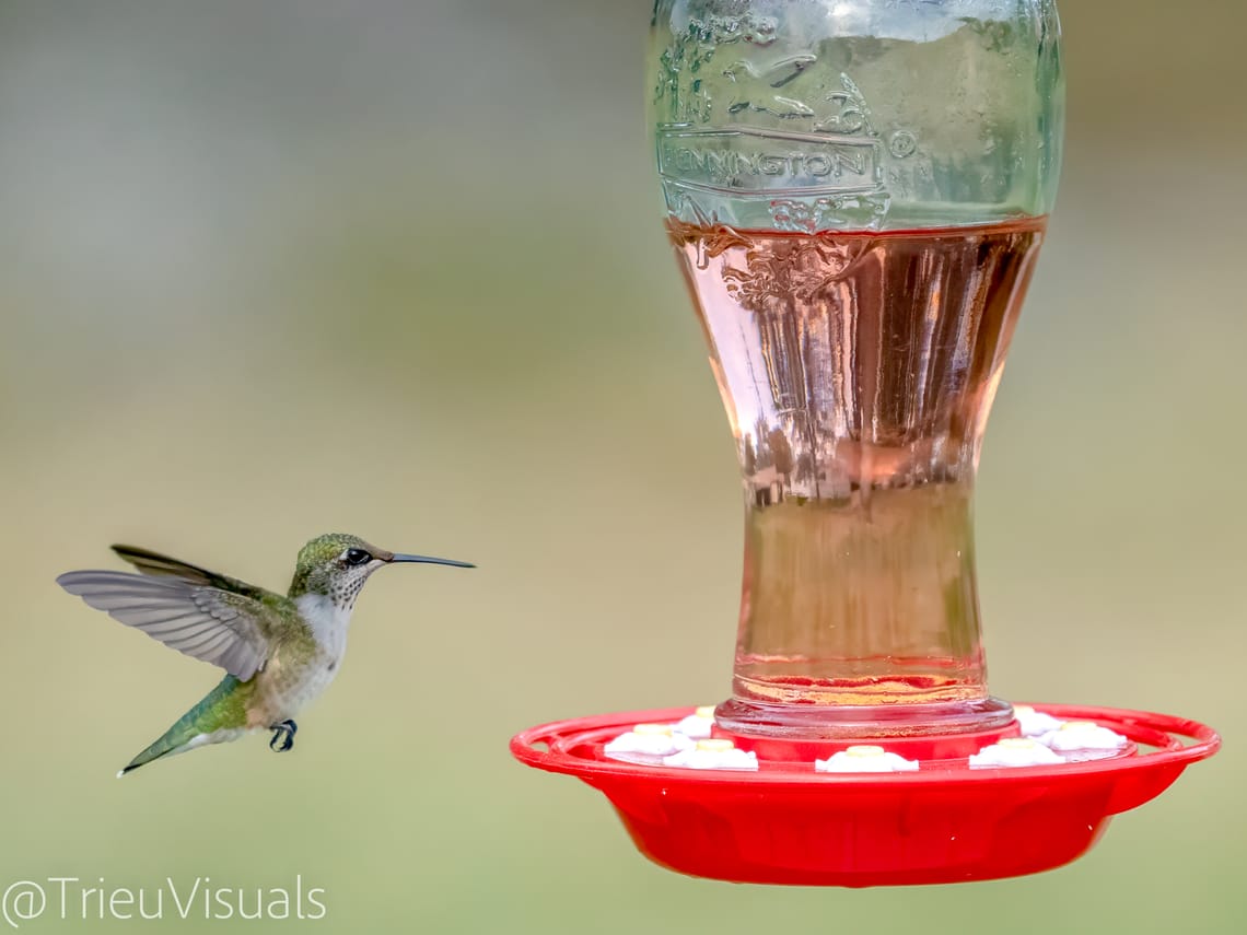 Ruby-throated Hummingbird