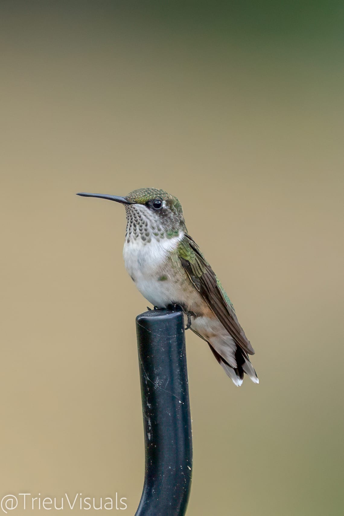 Ruby-throated Hummingbird