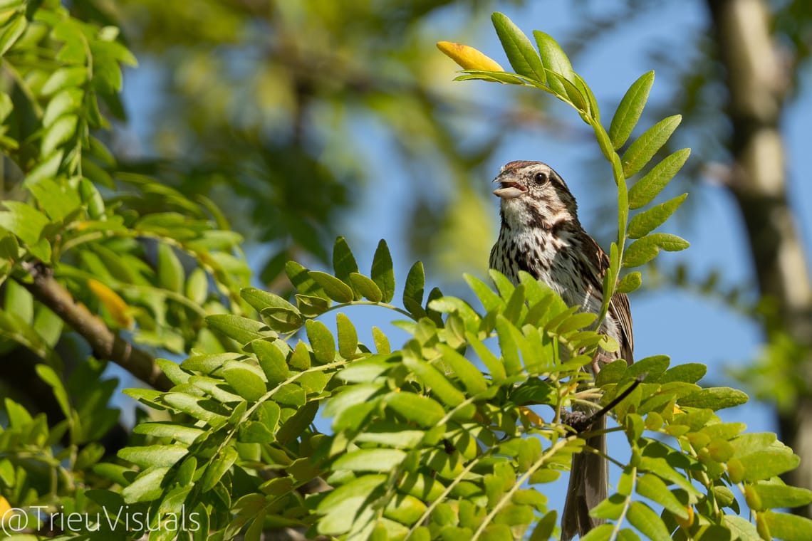 Song Sparrow