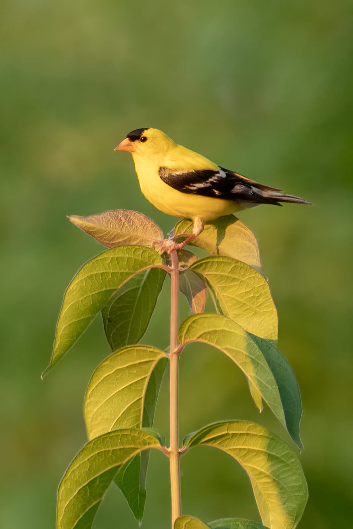American Goldfinch