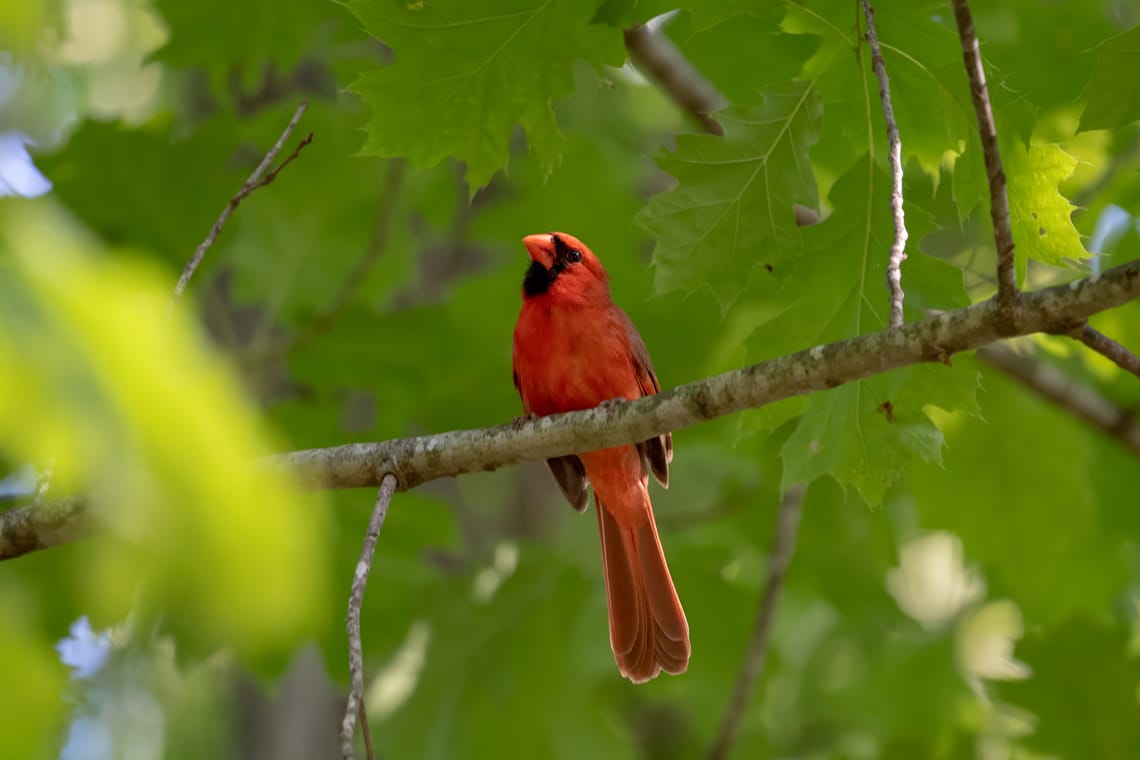 Northern Cardinal