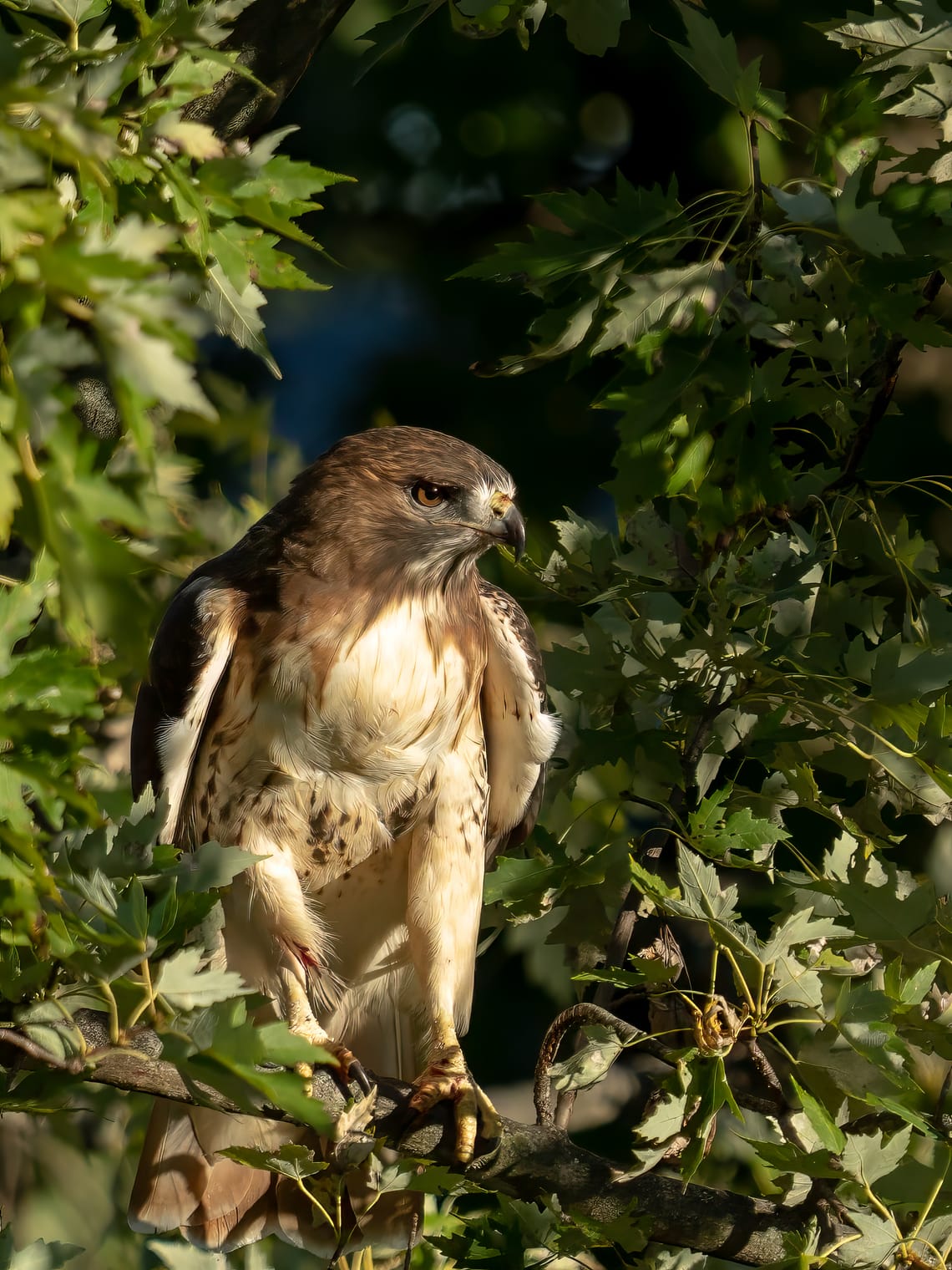 Red Tailed Hawk