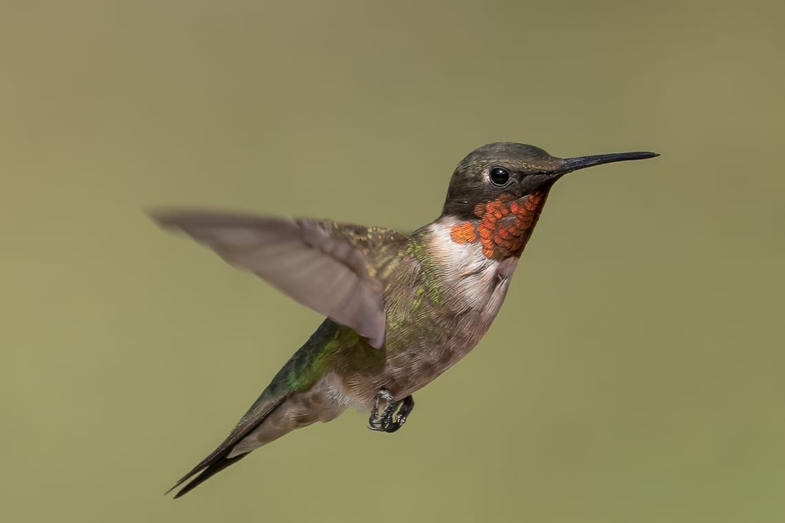 Ruby-throated Hummingbird
