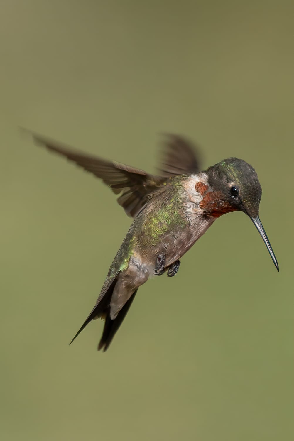 Ruby-throated Hummingbird