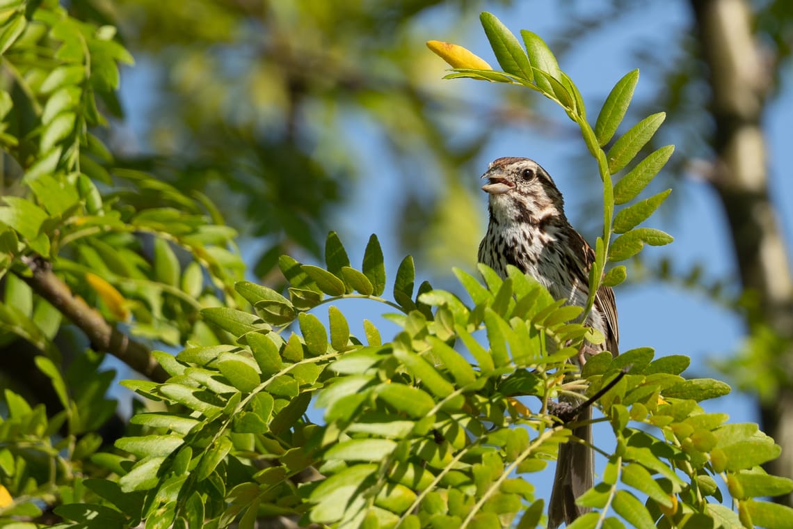 Song Sparrow