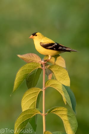 American Goldfinch