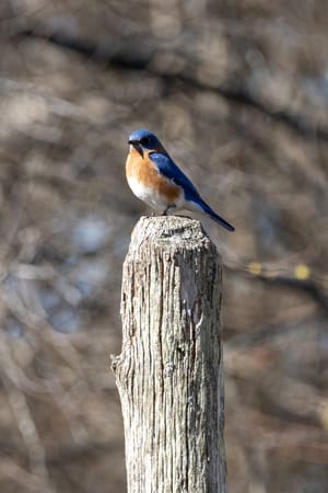 Eastern Bluebird