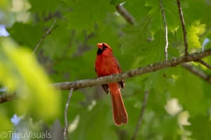 Nothern Cardinal