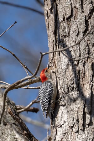 Red-bellied Woodpecker