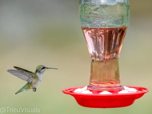 Ruby-throated Hummingbird