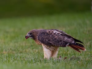 Red Tailed Hawk